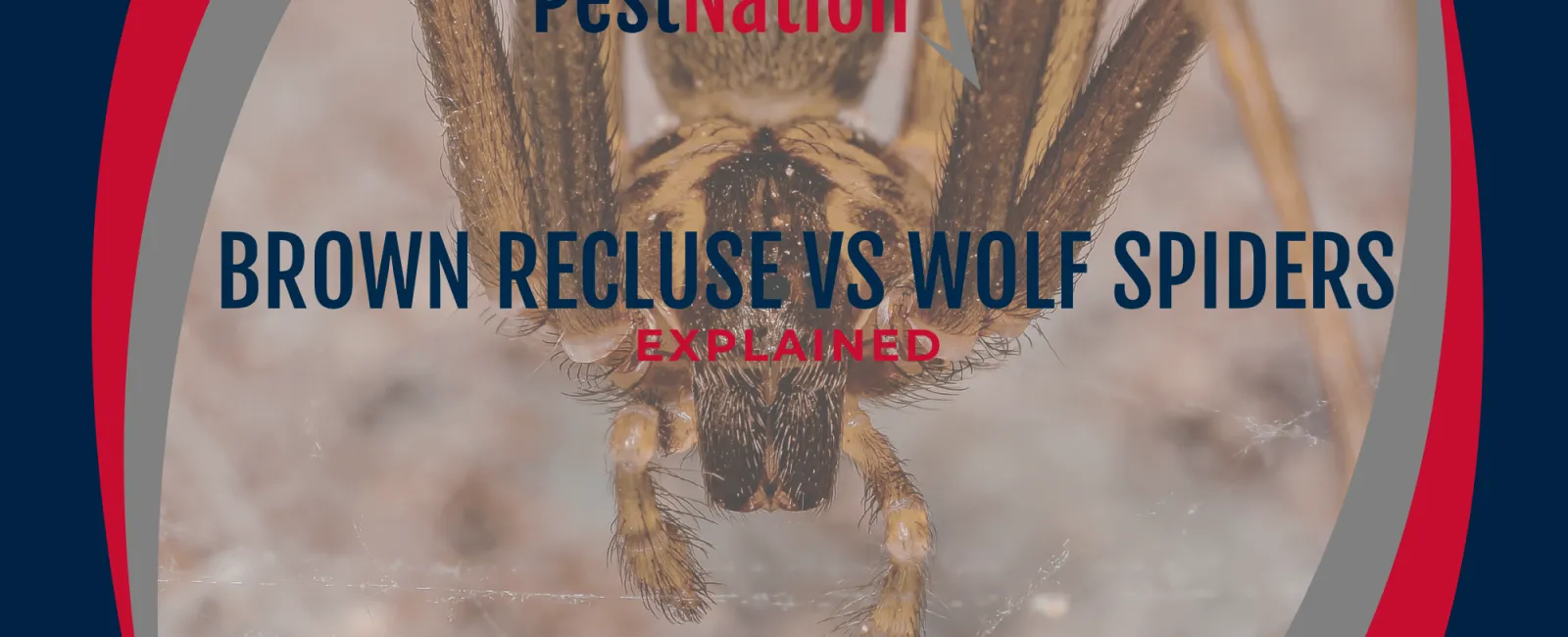 Brown Recluse vs Wolf Spiders Explained