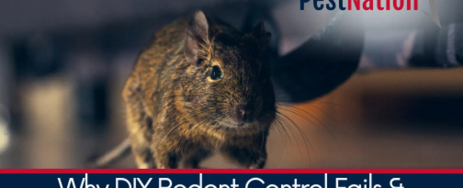 Close-up of a brown rodent under furniture with PestNation logo and text about DIY rodent control solutions.