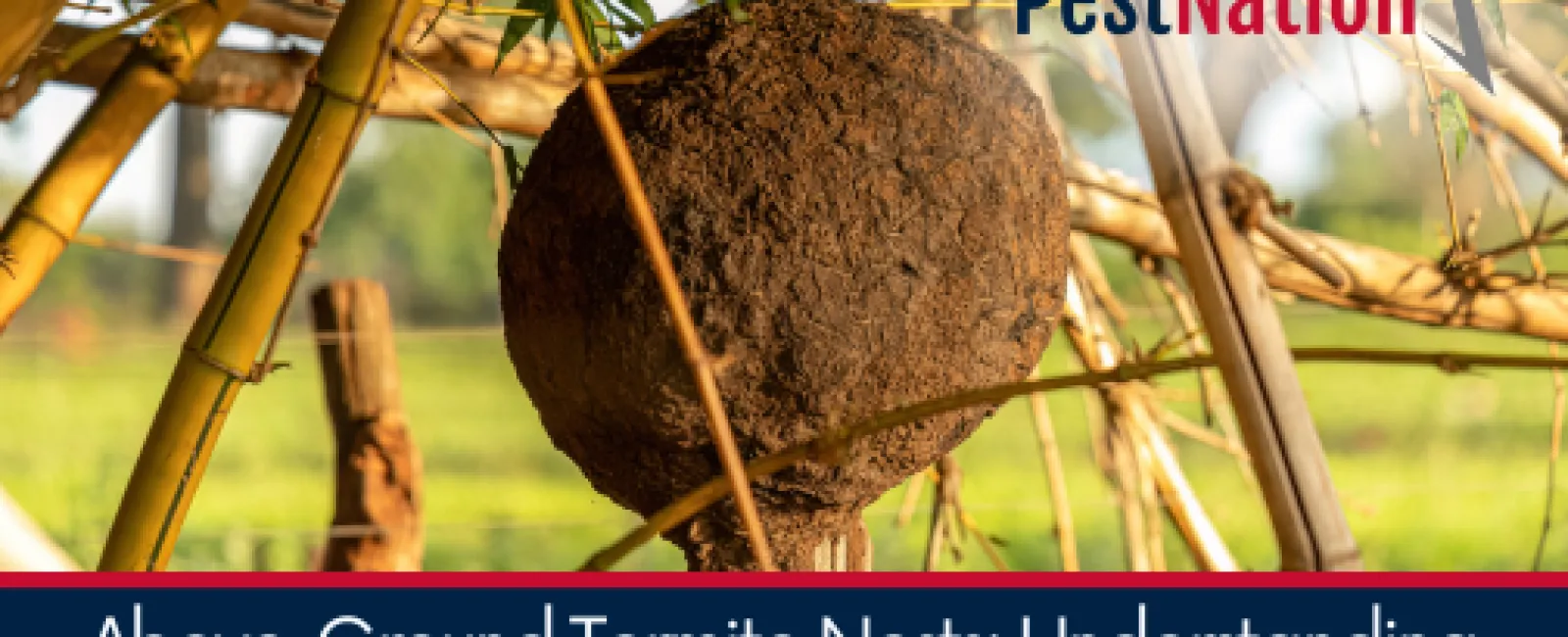 Above-Ground Termite Nests: Understanding Nasutitermes and Their Global Impact