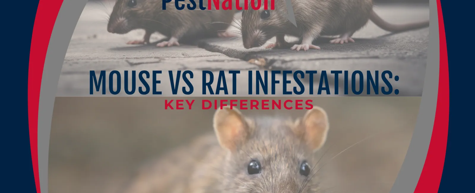 Mouse vs Rat Infestations: Key Differences