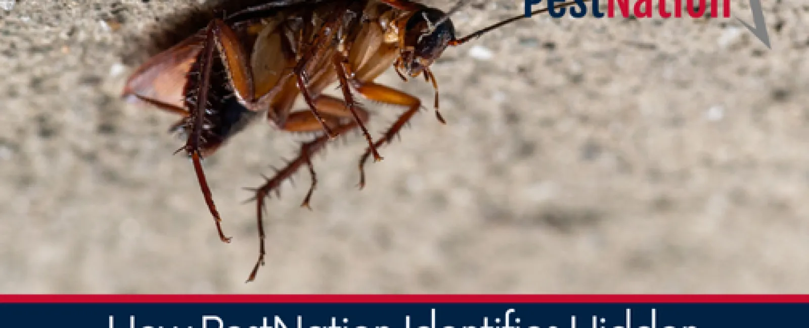 How PestNation Identifies Hidden Pest Problems Before They Spread