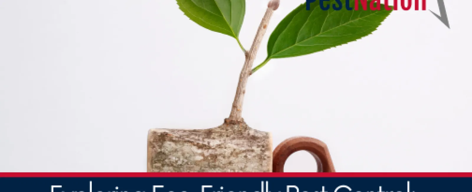 Exploring Eco-Friendly Pest Control:  Are These Methods Effective?