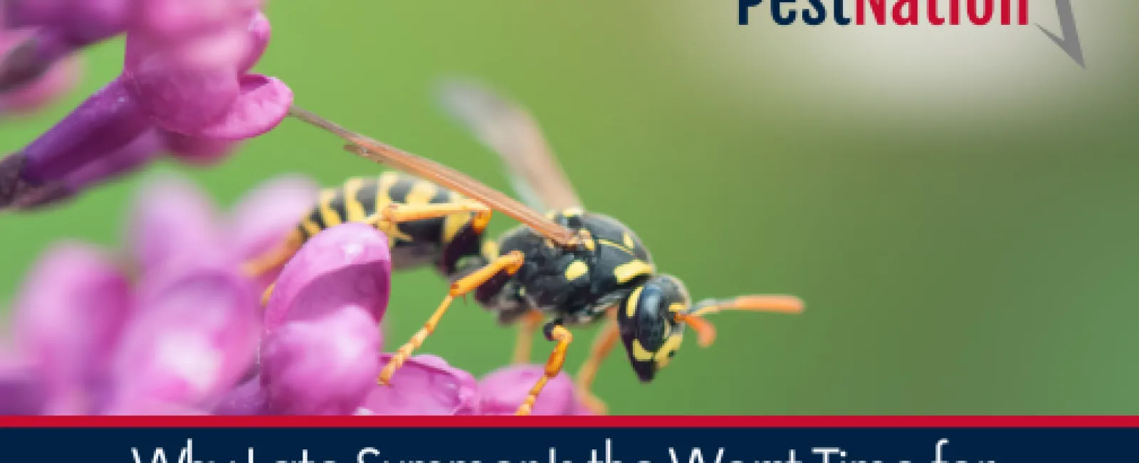 Why Late Summer Is the Worst Time for Wasps, Hornets, and Yellow Jackets