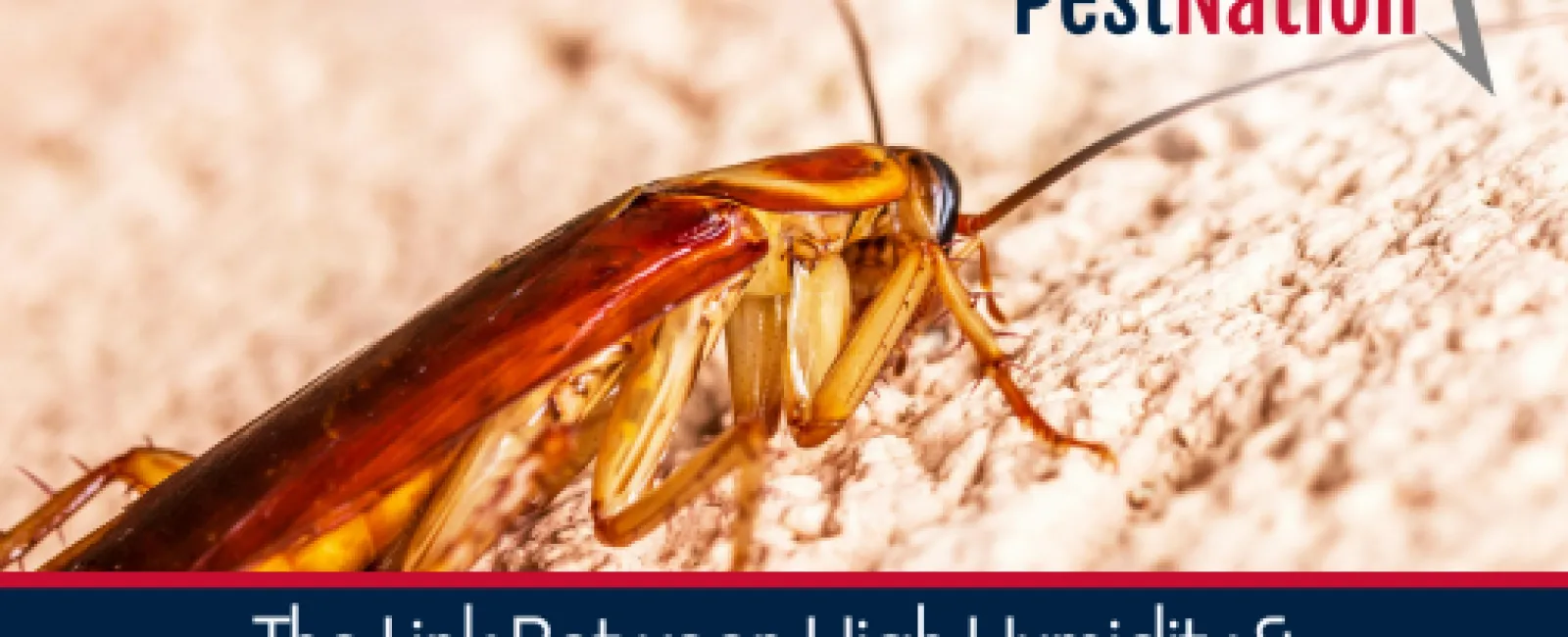 The Link Between High Humidity & Increased Pest Activity