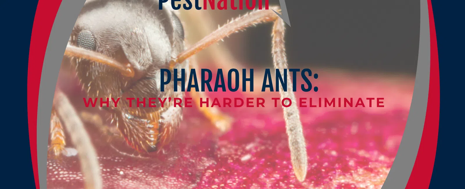 Pharaoh Ants: Why They’re Harder to Eliminate
