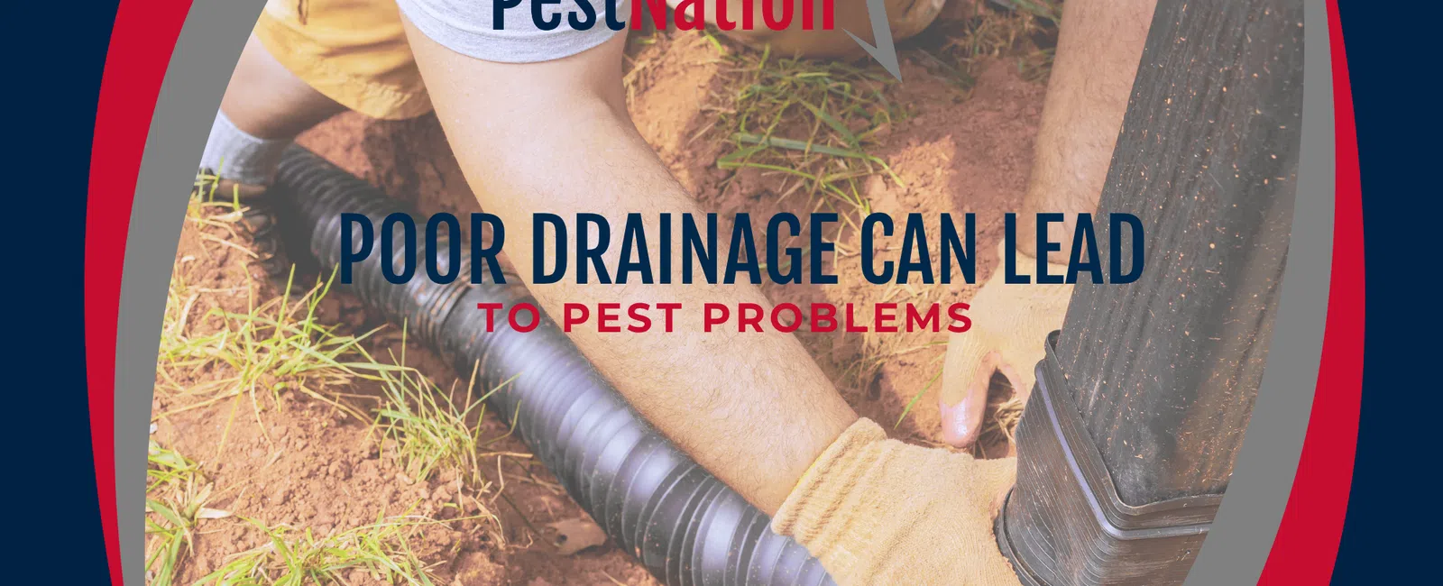 Poor Drainage Can Lead to Pest Problems