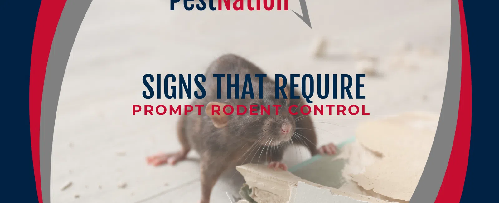 Signs That Require Prompt Rodent Control