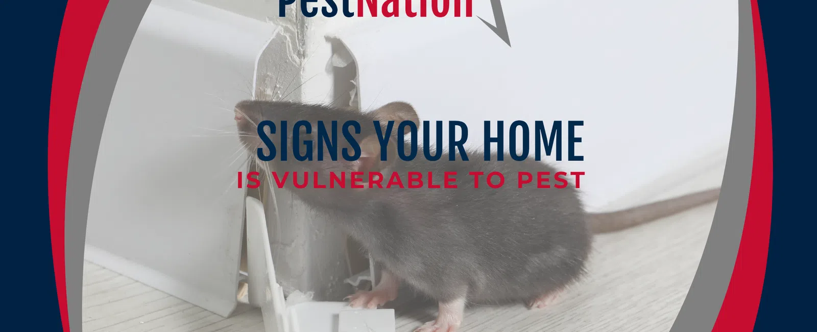 Signs Your Home Is Vulnerable to Pests