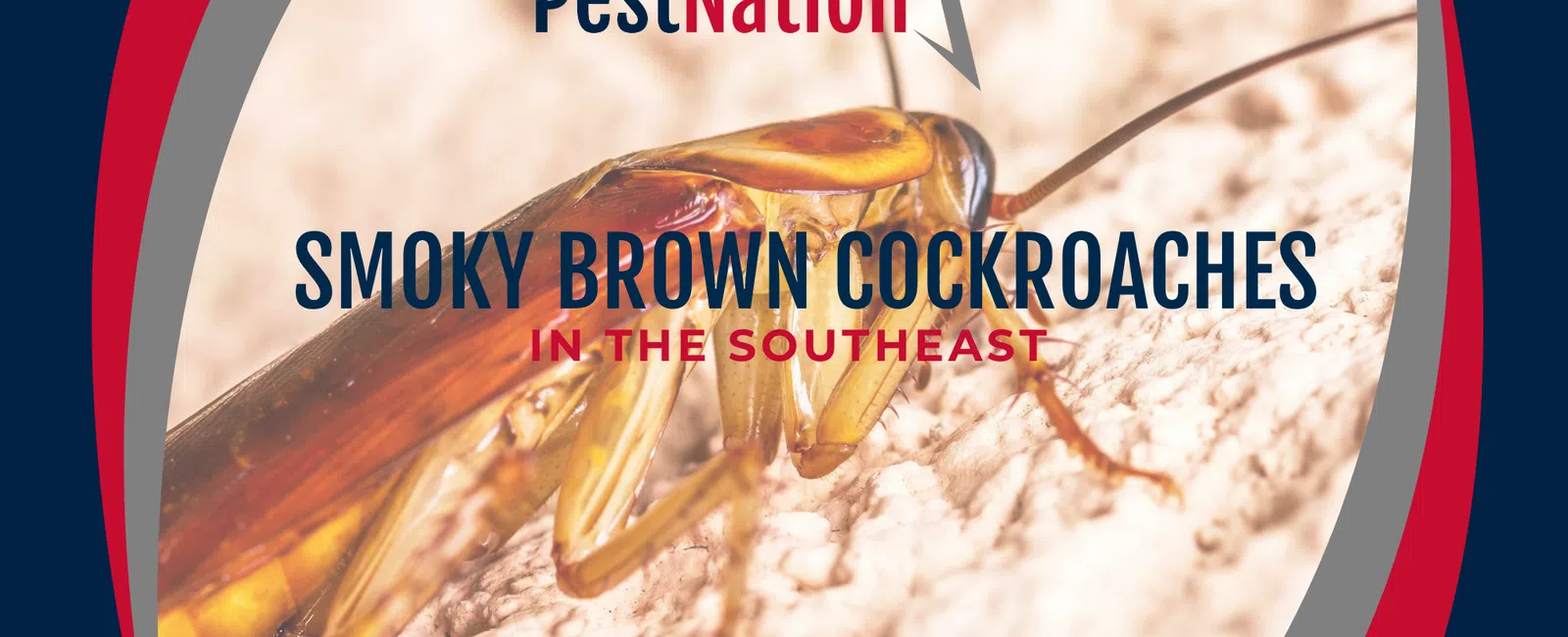 Smoky Brown Cockroaches in the Southeast