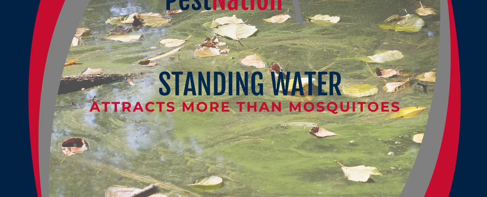 Standing Water Attracts More Than Mosquitoes