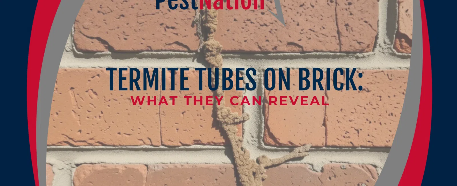 Termite Tubes on Brick: What They Can Reveal