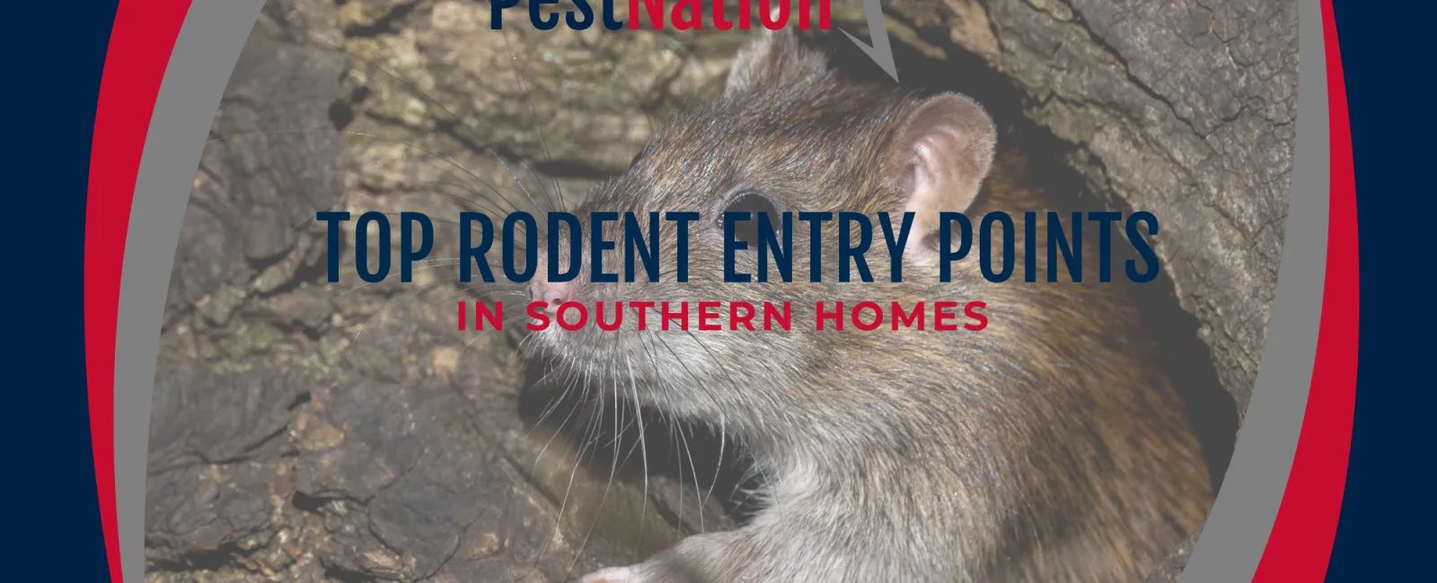 Top Rodent Entry Points in Southern Homes