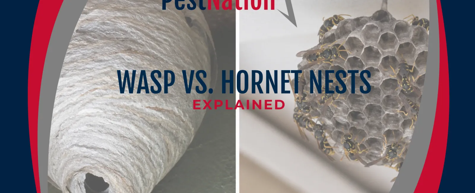 Side-by-side comparison of a wasp nest and a hornet nest with wasps, with PestNation branding.