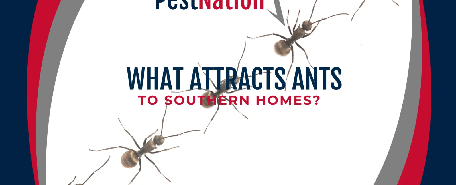 What Attracts Ants to Southern Homes?