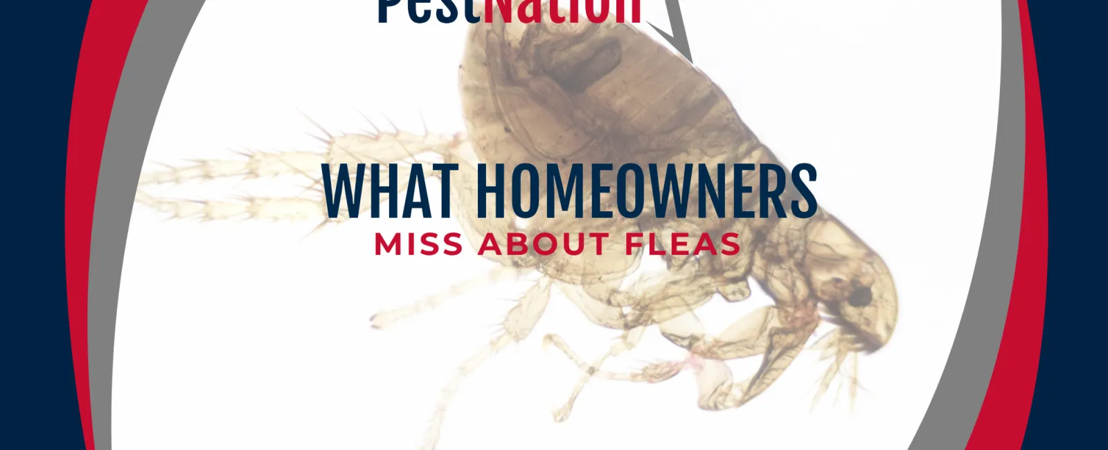 What Homeowners Miss About Fleas