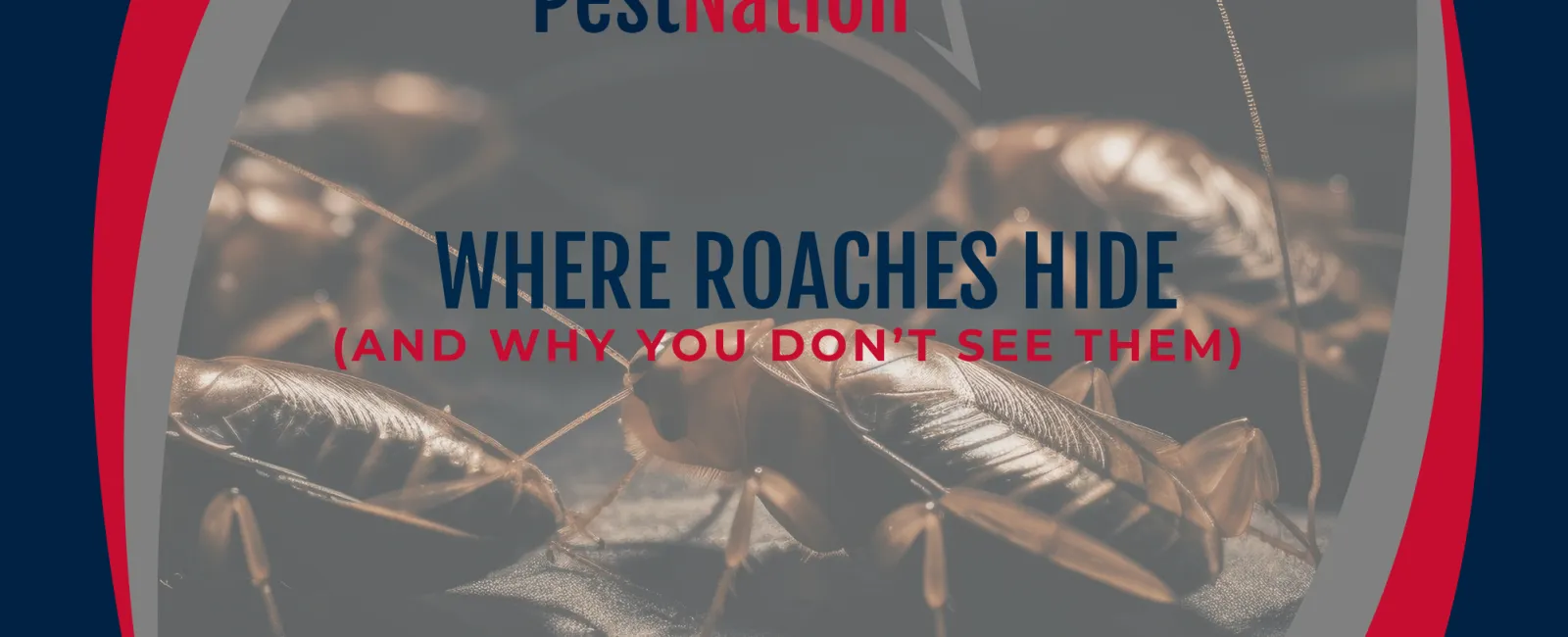 Where Roaches Hide (And Why You Don’t See Them)
