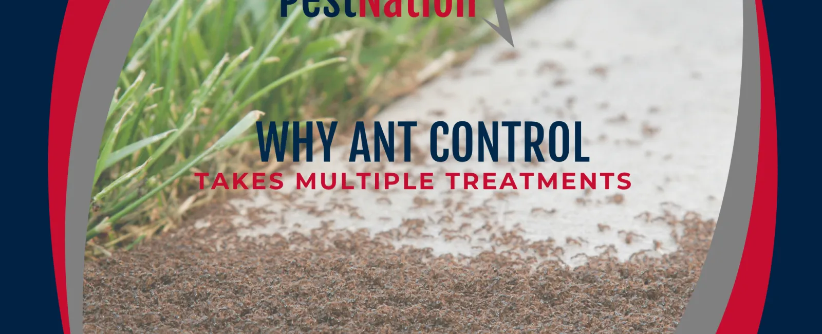 Why Ant Control Takes Multiple Treatments