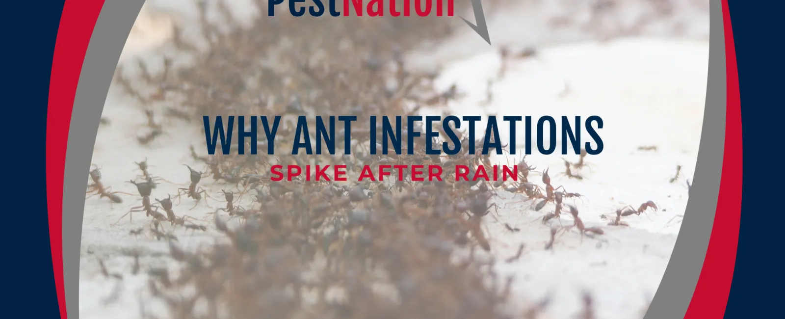Why Ant Infestations Spike After Rain