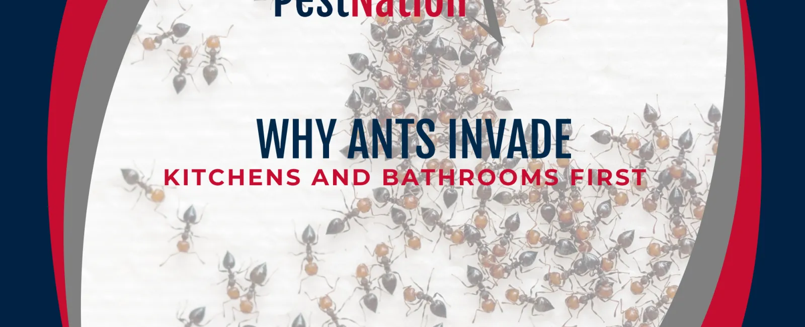 Why Ants Invade Kitchens and Bathrooms First