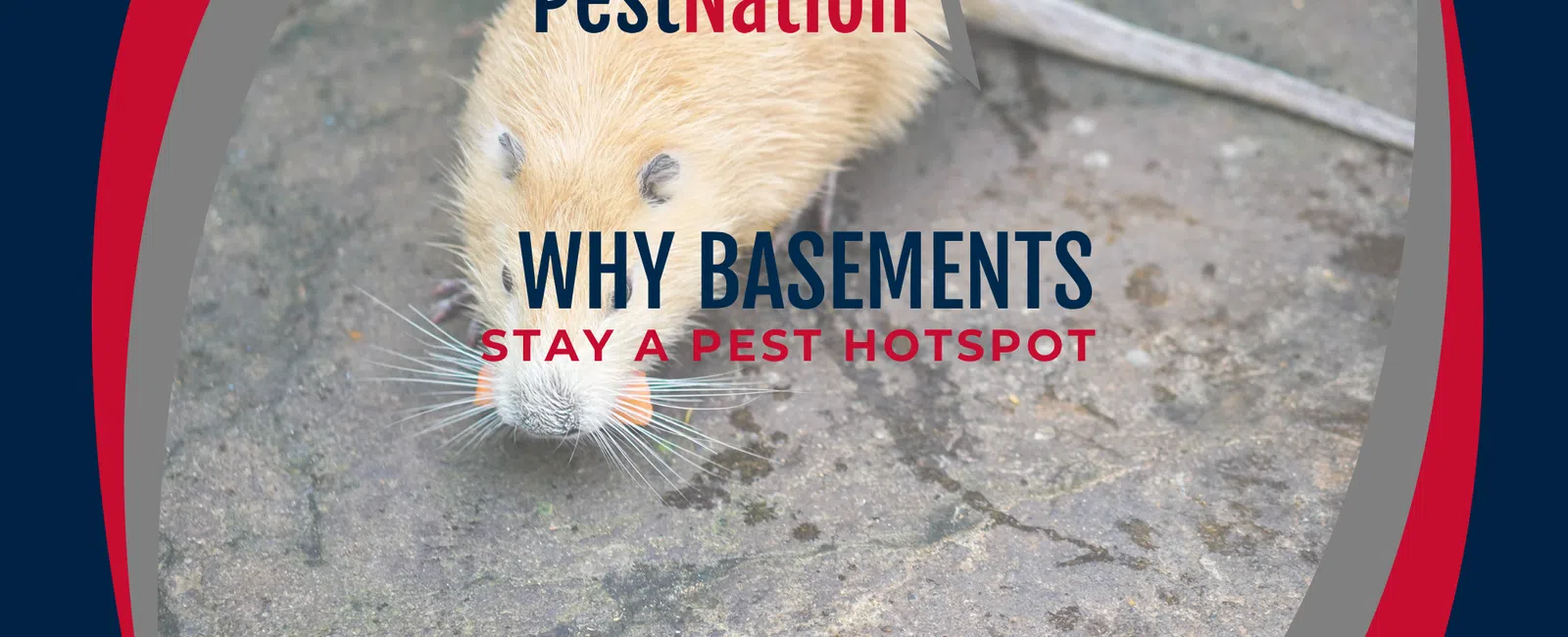 Why Basements Stay a Pest Hotspot
