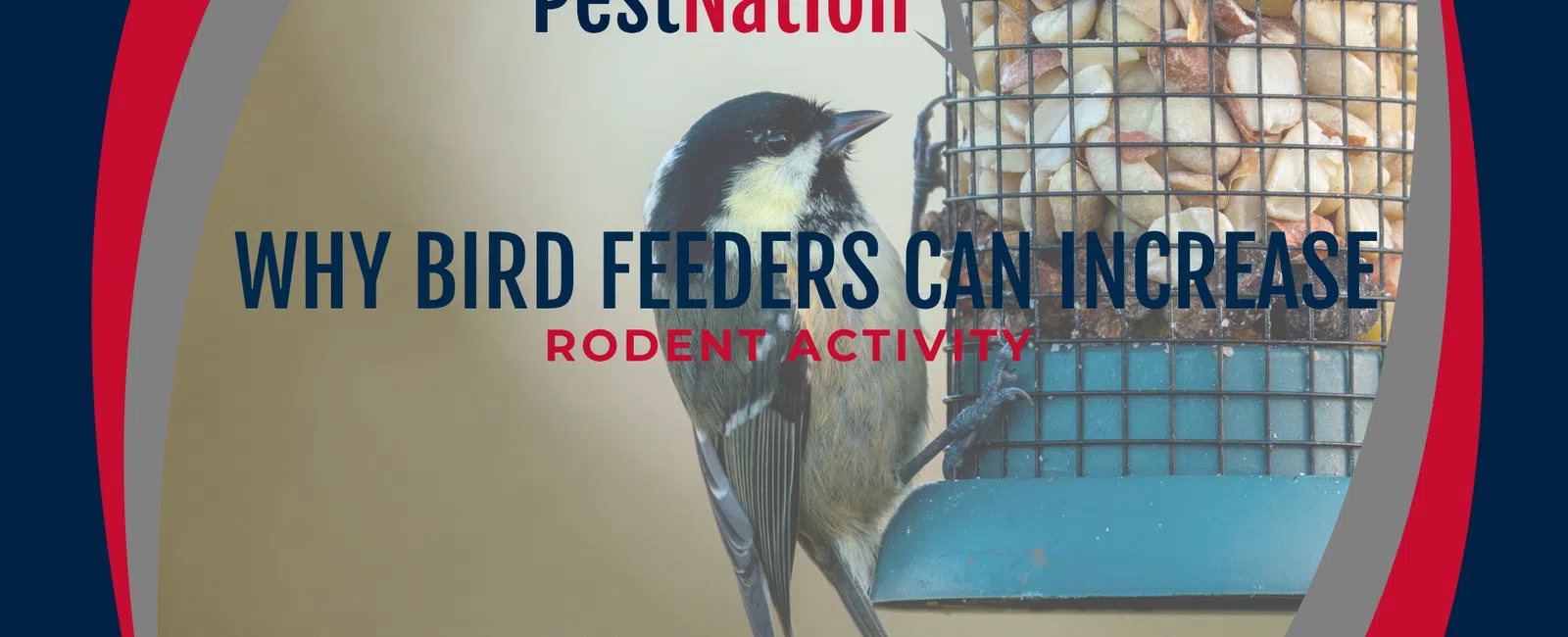 Why Bird Feeders Can Increase Rodent Activity