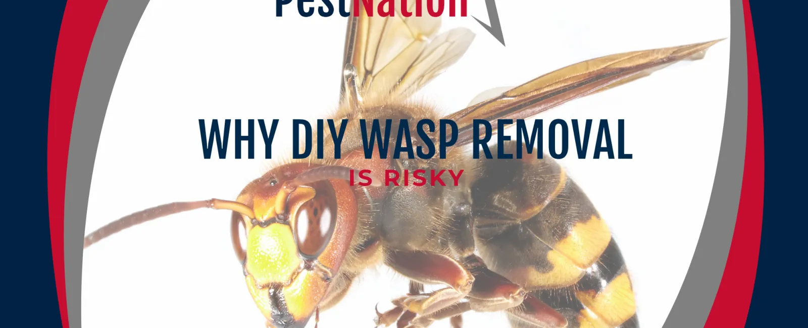 Why DIY Wasp Removal Is Risky