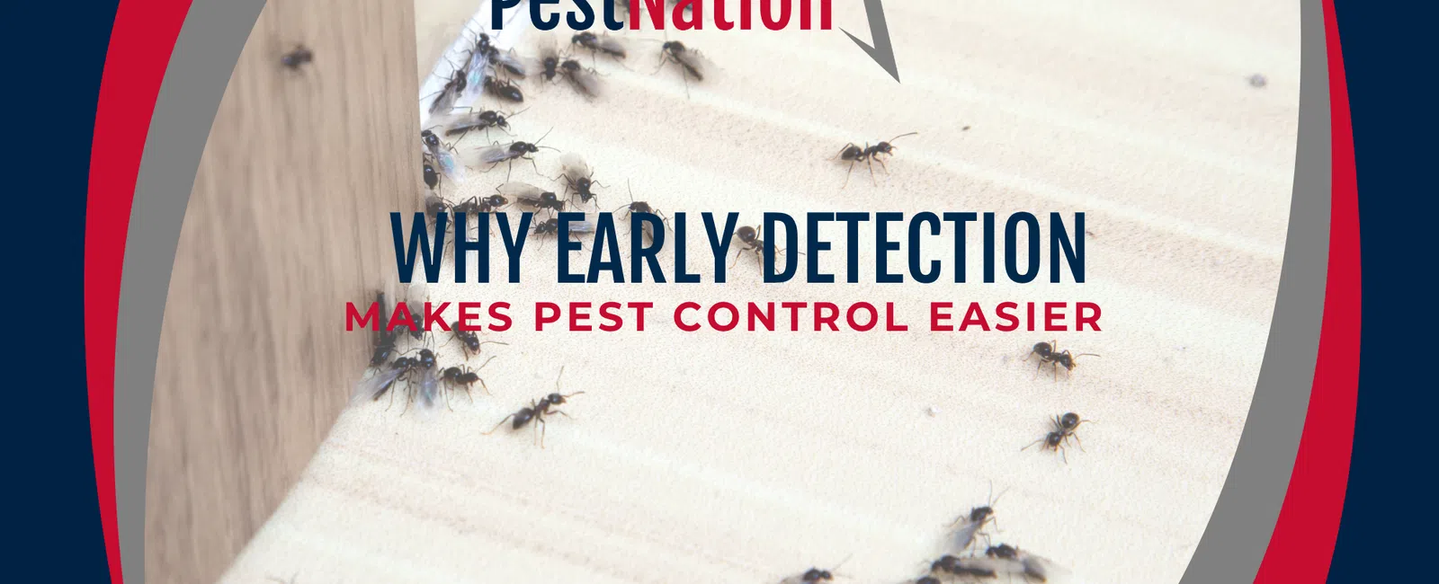 Why Early Detection Makes Pest Control Easier