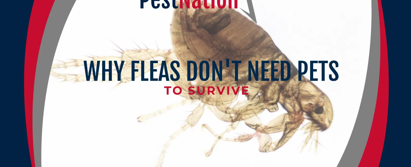 Why Fleas Don't Need Pets to Survive