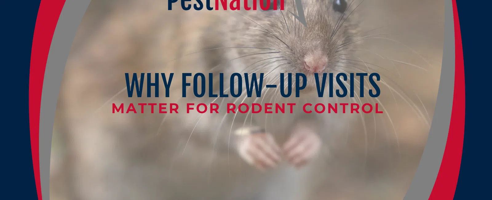 Why Follow-Up Visits Matter for Rodent Control