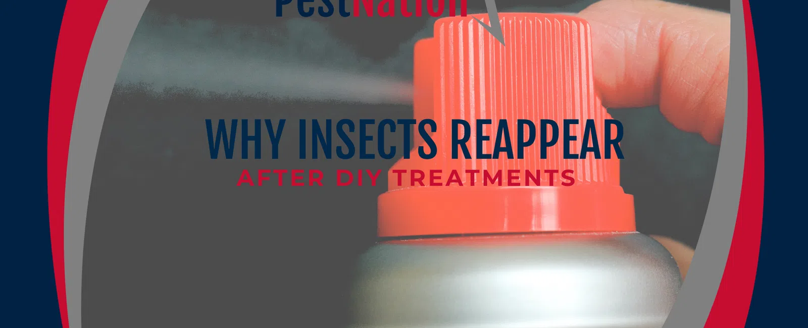 Why Insects Reappear After DIY Treatments