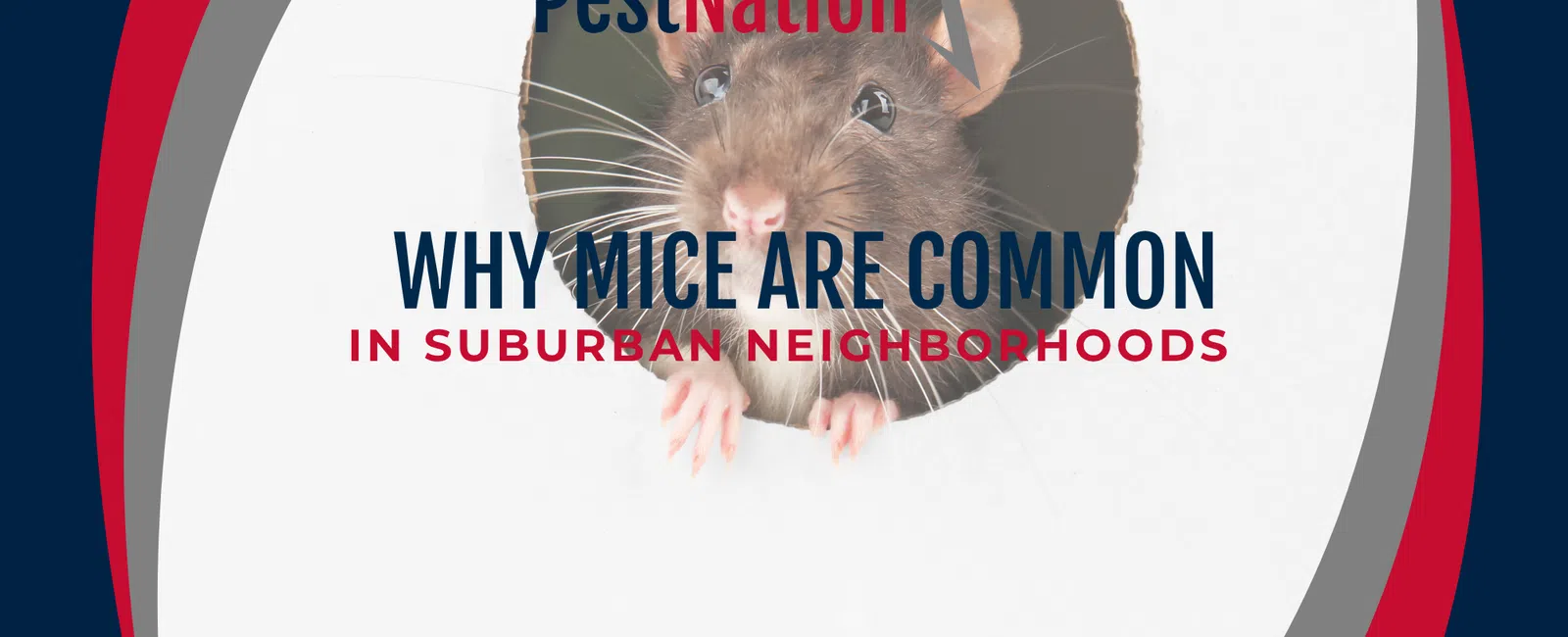 Why Mice Are Common in Suburban Neighborhoods