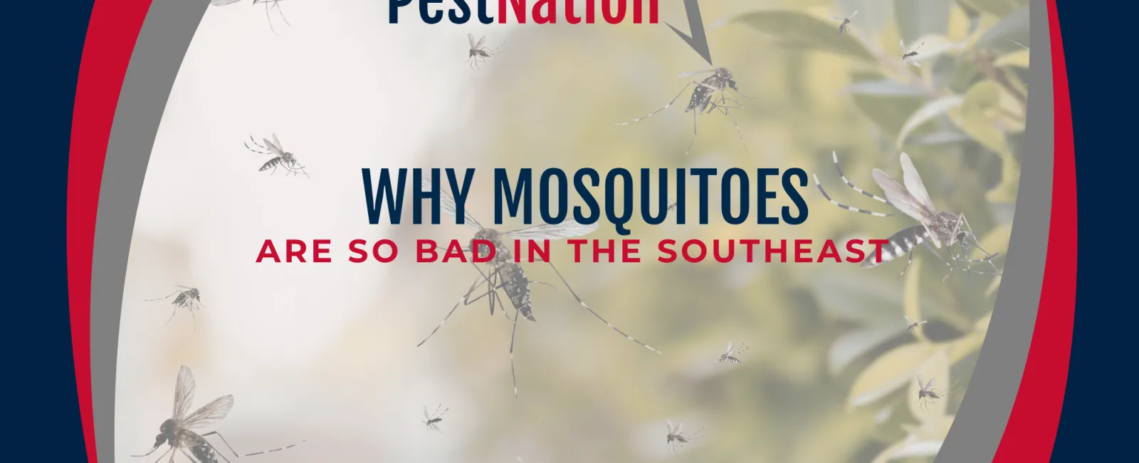 Why Mosquitoes Are So Bad in the Southeast