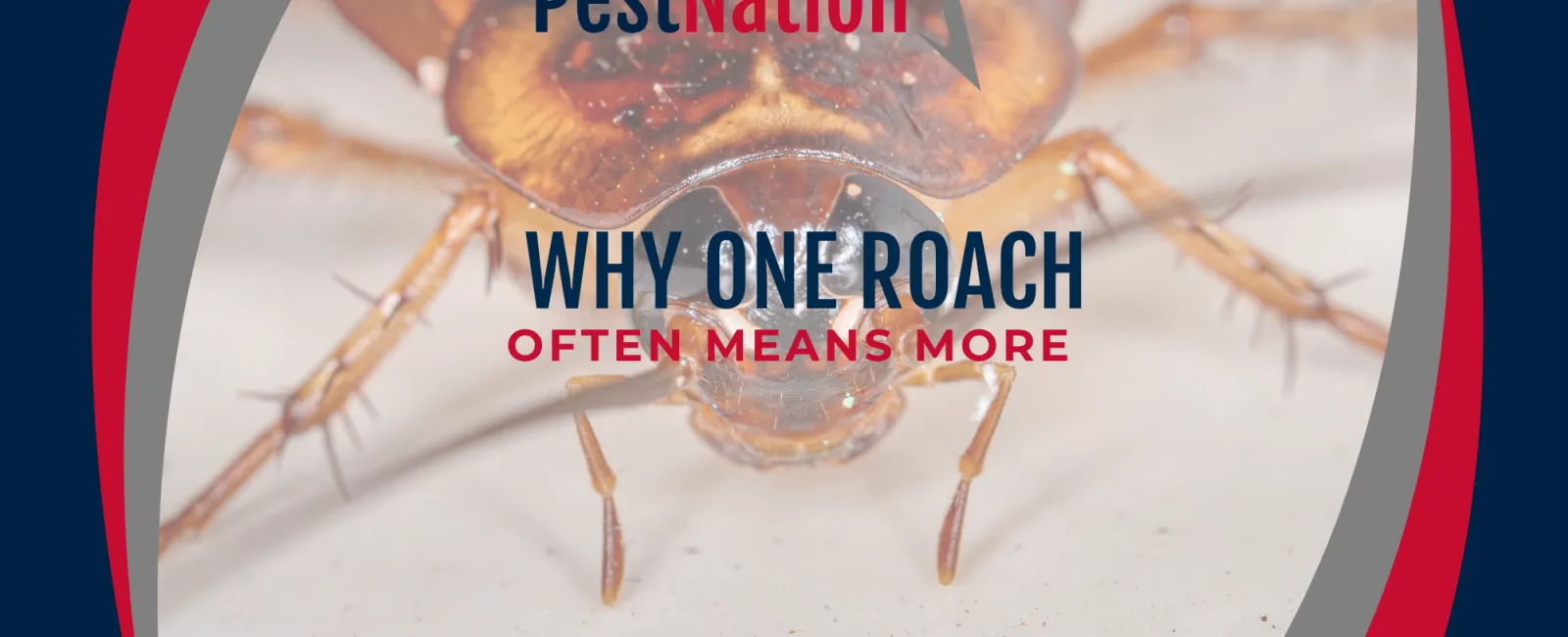 Why One Roach Often Means More