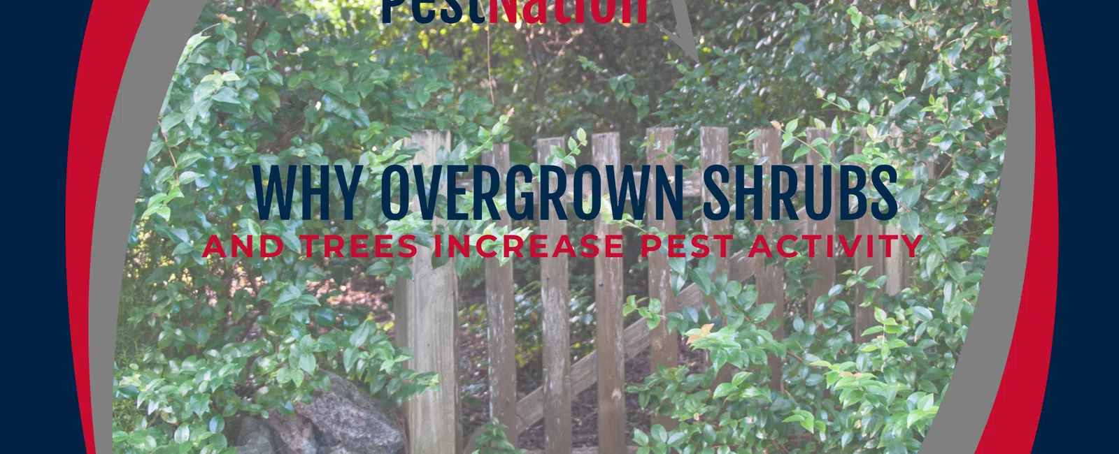 Why Overgrown Shrubs and Trees Increase Pest Activity