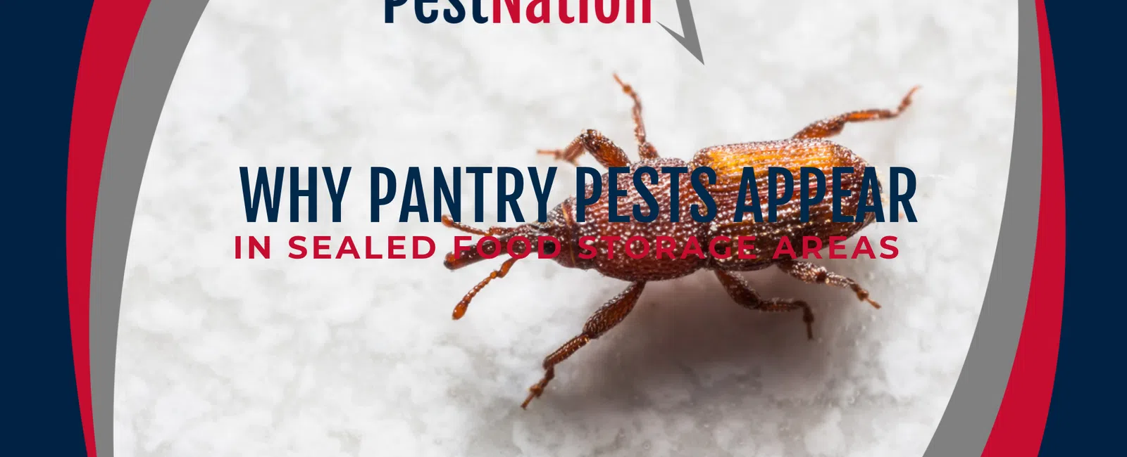 Why Pantry Pests Appear in Sealed Food Storage Areas