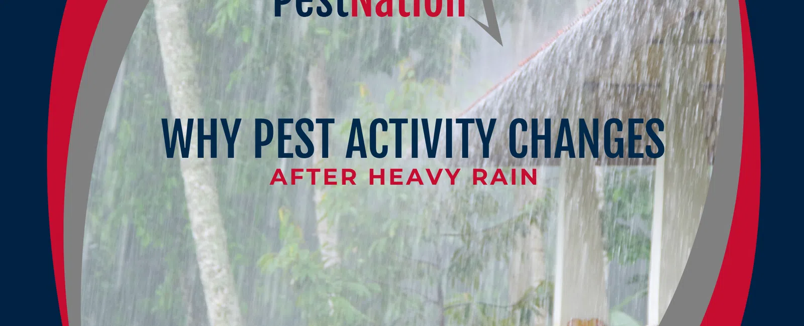 Why Pest Activity Changes After Heavy Rain