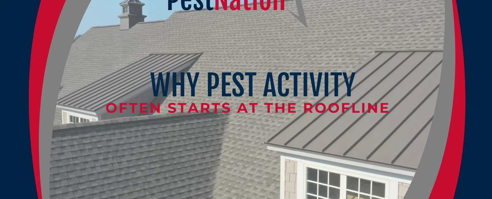 Why Pest Activity Often Starts at the Roofline
