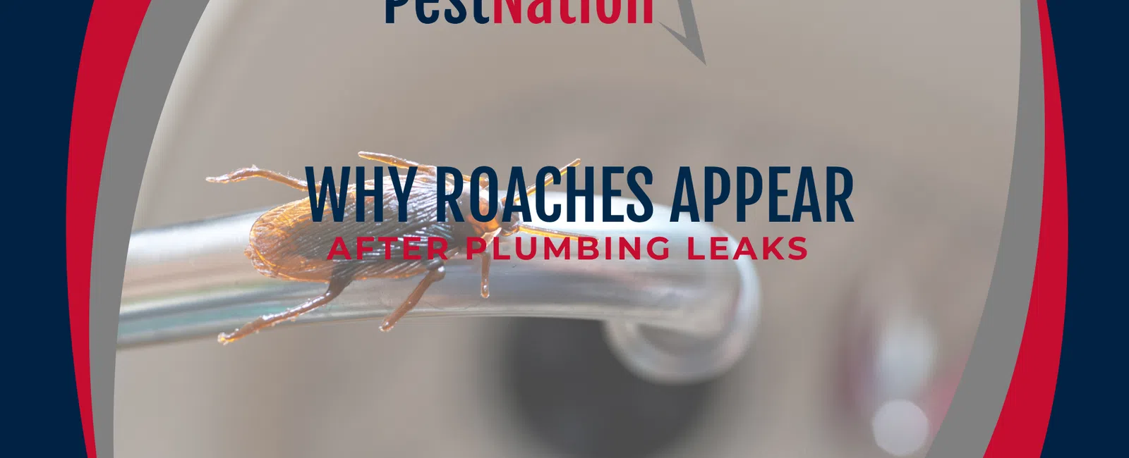 Why Roaches Appear After Plumbing Leaks