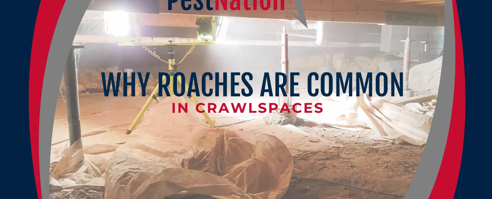 Why Roaches Are Common in Crawlspaces
