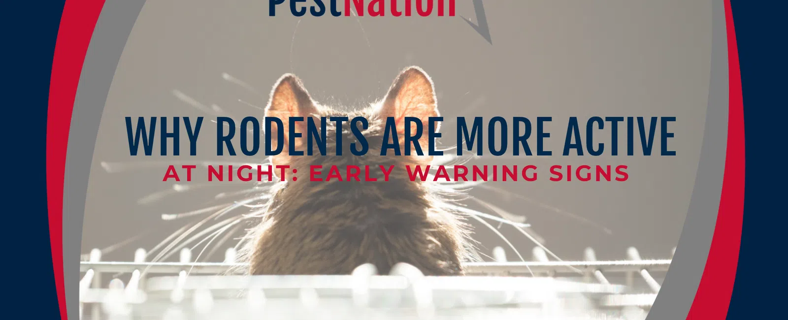 Why Rodents Are More Active at Night: Early Warning Signs