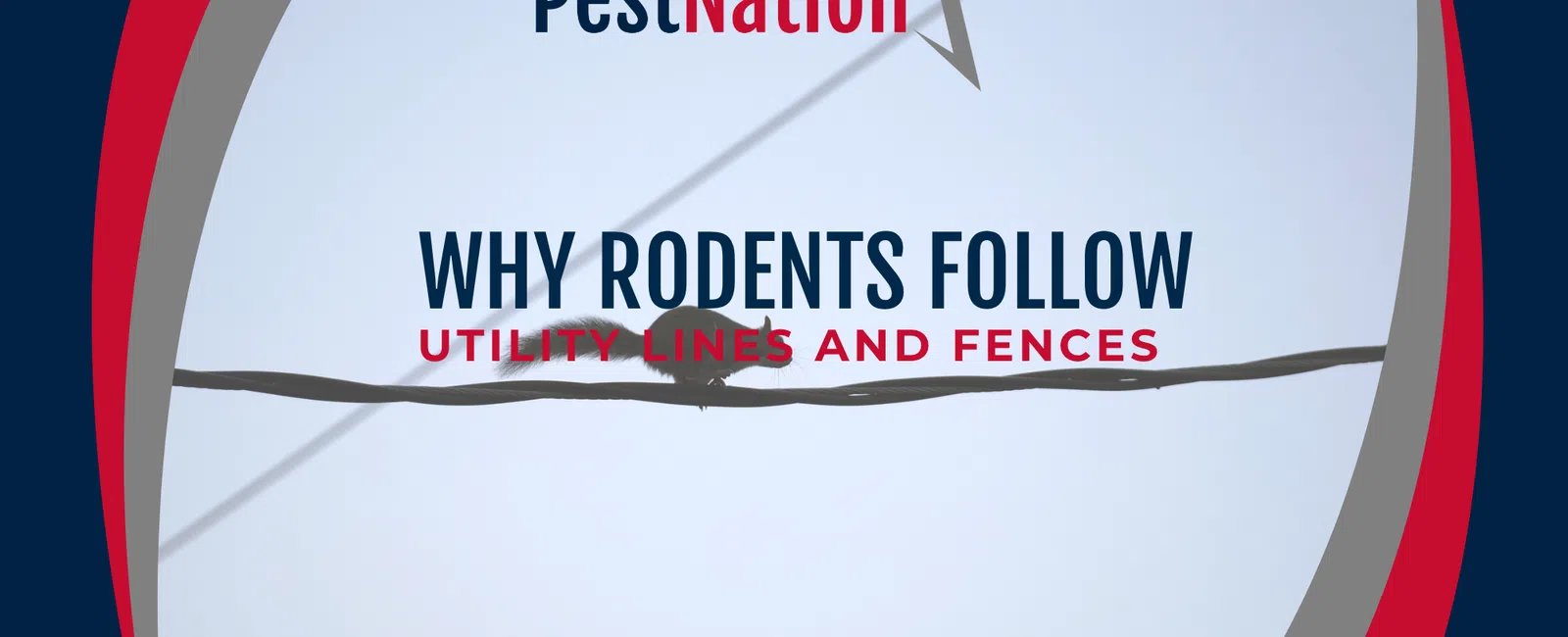 Why Rodents Follow Utility Lines and Fences