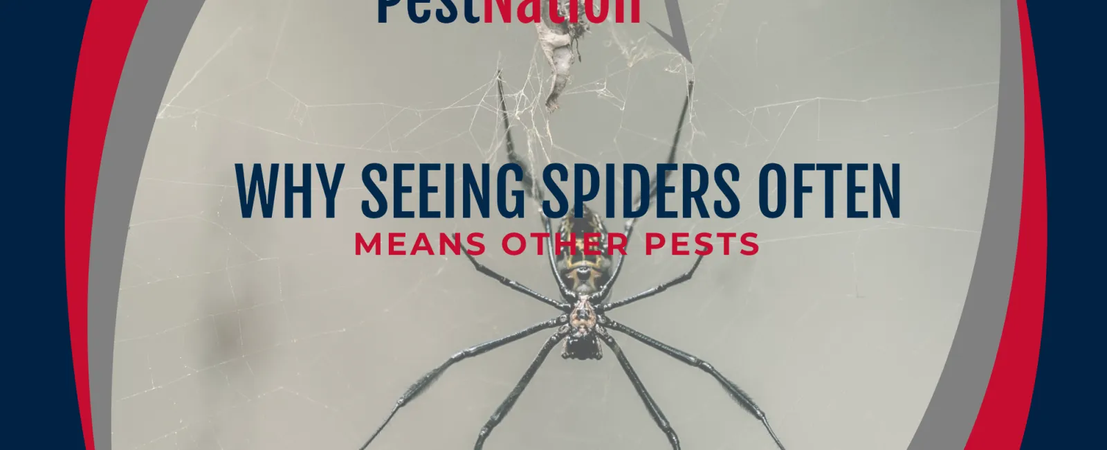 Why Seeing Spiders Often Means Other Pests