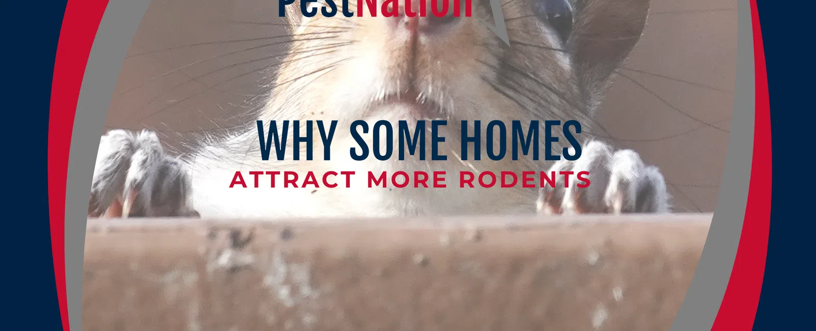 Why Some Homes Attract More Rodents