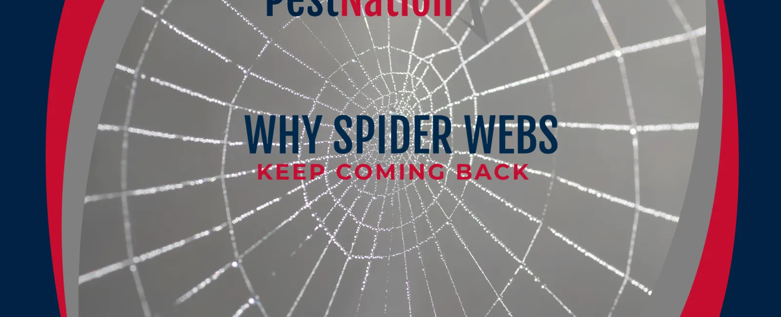 Why Spider Webs Keep Coming Back