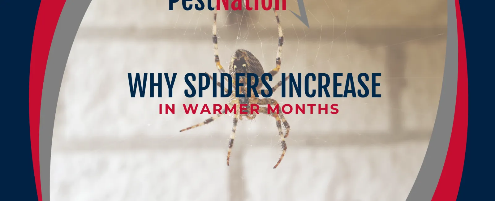 Why Spiders Increase in Warmer Months