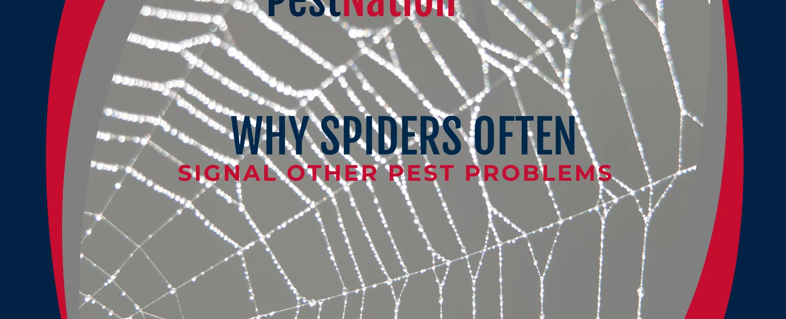 Why Spiders Often Signal Other Pest Problems