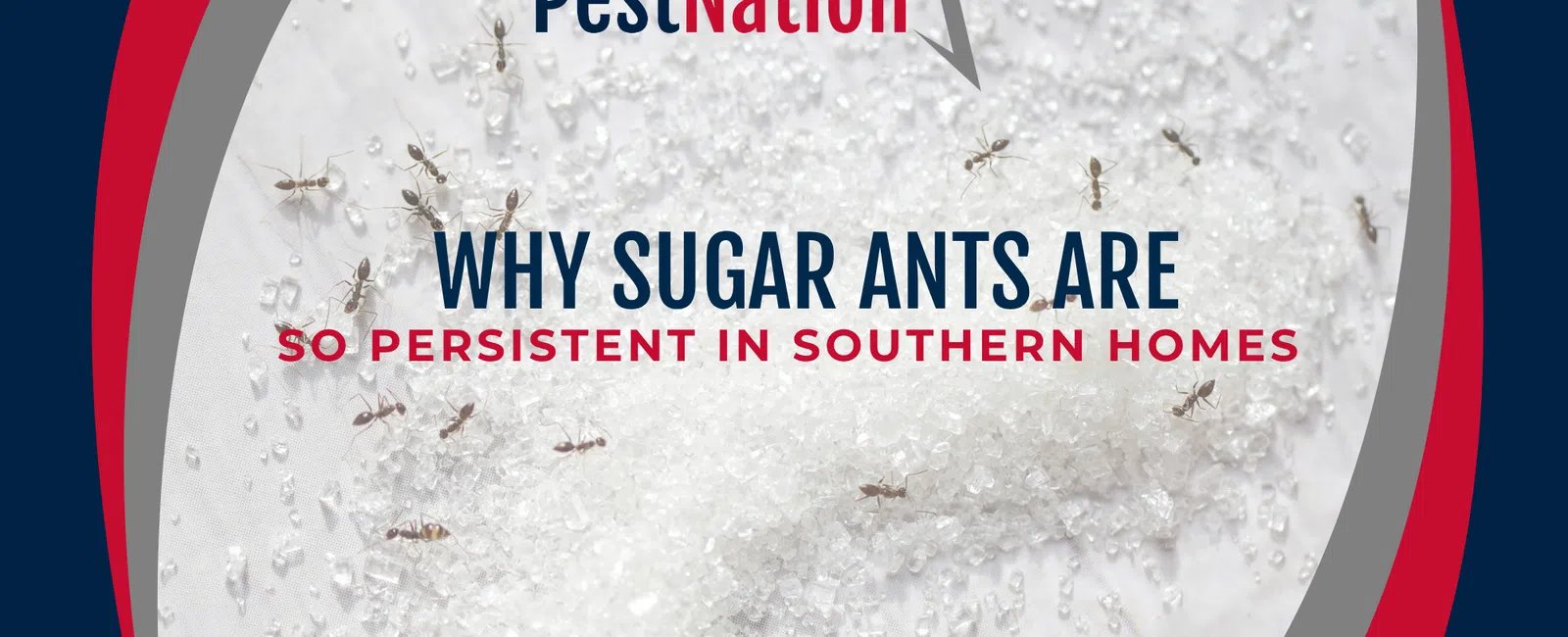 Why Sugar Ants Are So Persistent in Southern Homes
