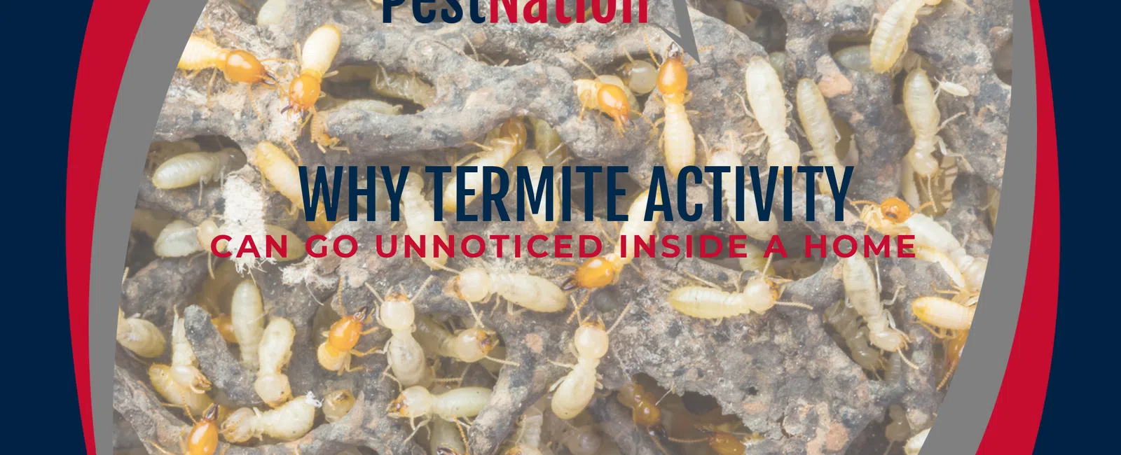 Why Termite Activity Can Go Unnoticed Inside a Home
