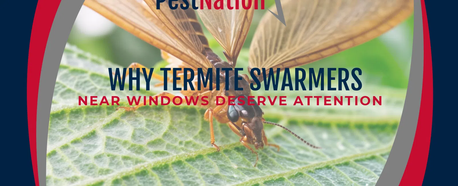 Why Termite Swarmers Near Windows Deserve Attention