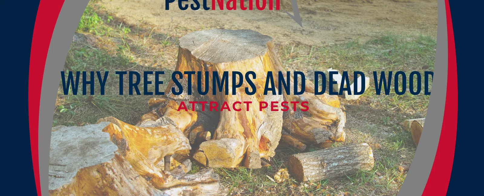 Why Tree Stumps and Dead Wood Attract Pests